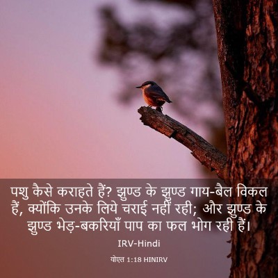 Picture 03 - योएल 1:18 HINIRV - पशु कैसे कराहते - Bible Verse Picture