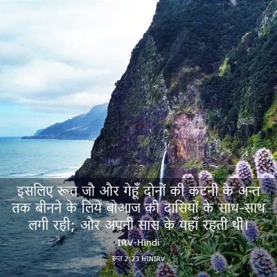 Picture 03 - रूत 2:23 HINIRV - इसलिए रूत जौ और - Bible Verse Picture