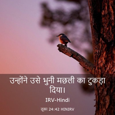 Picture 03 - लूका 24:42 HINIRV - उन्होंने उसे भुनी - Bible Verse Picture