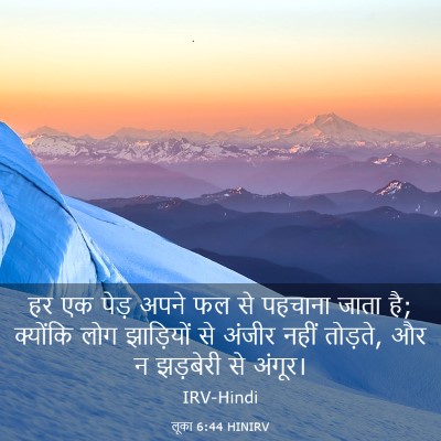 Picture 03 - लूका 6:44 HINIRV - हर एक पेड़ अपने फल - Bible Verse Picture