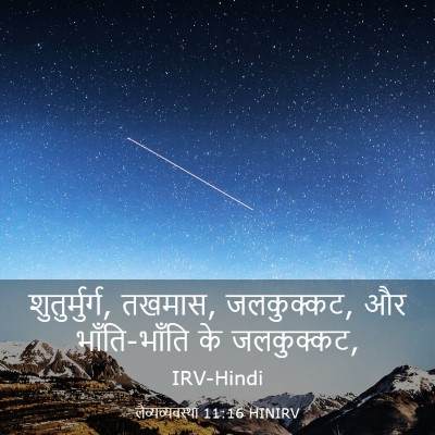 Picture 03 - लैव्यव्यवस्था 11:16 HINIRV - शुतुर्मुर्ग, - Bible Verse Picture