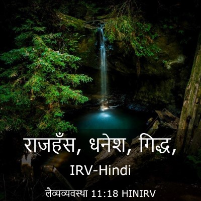 Picture 03 - लैव्यव्यवस्था 11:18 HINIRV - राजहँस, धनेश, - Bible Verse Picture