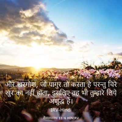 Picture 03 - लैव्यव्यवस्था 11:6 HINIRV - और खरगोश, जो पागुर - Bible Verse Picture