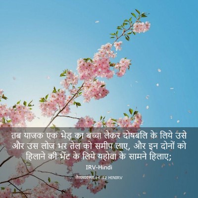 Picture 03 - लैव्यव्यवस्था 14:12 HINIRV - तब याजक एक भेड़ का - Bible Verse Picture