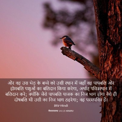 Picture 03 - लैव्यव्यवस्था 14:13 HINIRV - और वह उस भेड़ के - Bible Verse Picture