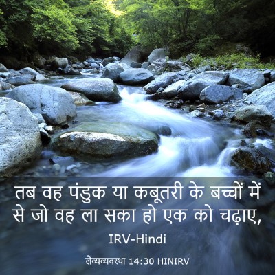 Picture 03 - लैव्यव्यवस्था 14:30 HINIRV - तब वह पंडुक या - Bible Verse Picture