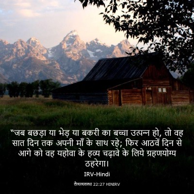 Picture 03 - लैव्यव्यवस्था 22:27 HINIRV - “जब बछड़ा या भेड़ - Bible Verse Picture