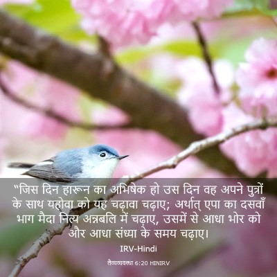 Picture 03 - लैव्यव्यवस्था 6:20 HINIRV - “जिस दिन हारून का - Bible Verse Picture