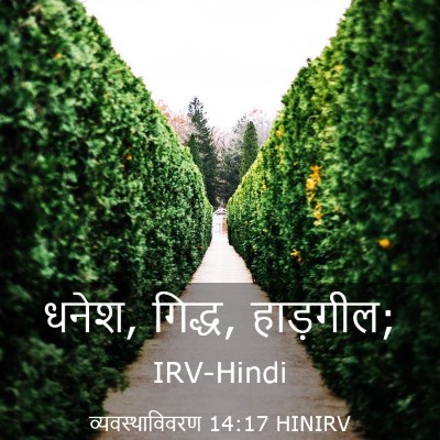 Picture 03 - व्यवस्थाविवरण 14:17 HINIRV - धनेश, गिद्ध, - Bible Verse Picture
