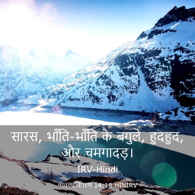 Picture 03 - व्यवस्थाविवरण 14:18 HINIRV - सारस, भाँति-भाँति - Bible Verse Picture