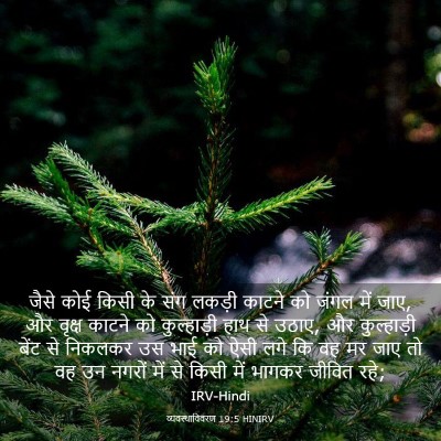 Picture 03 - व्यवस्थाविवरण 19:5 HINIRV - जैसे कोई किसी के - Bible Verse Picture