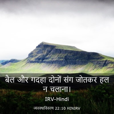 Picture 03 - व्यवस्थाविवरण 22:10 HINIRV - बैल और गदहा दोनों - Bible Verse Picture