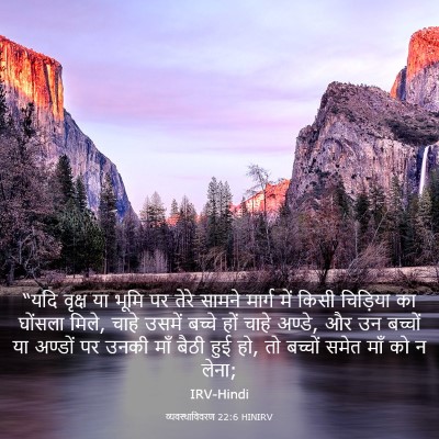 Picture 03 - व्यवस्थाविवरण 22:6 HINIRV - “यदि वृक्ष या भूमि - Bible Verse Picture