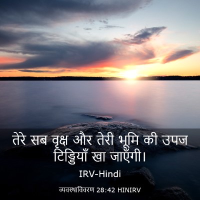Picture 03 - व्यवस्थाविवरण 28:42 HINIRV - तेरे सब वृक्ष और - Bible Verse Picture