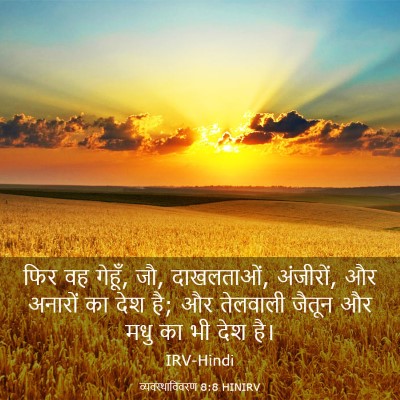 Picture 03 - व्यवस्थाविवरण 8:8 HINIRV - फिर वह गेहूँ, जौ, - Bible Verse Picture