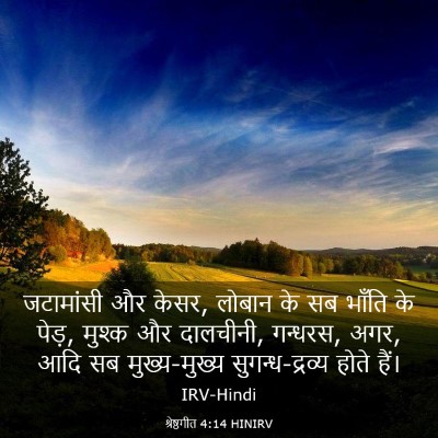 Picture 03 - श्रेष्ठगीत 4:14 HINIRV - जटामांसी और केसर, - Bible Verse Picture