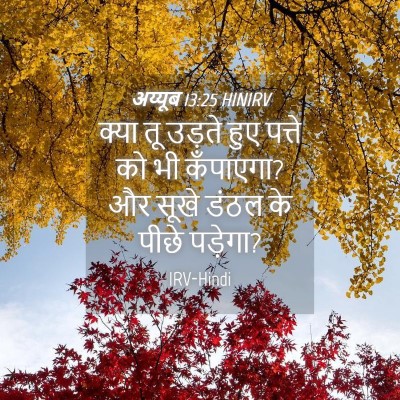 Picture 04 - अय्यूब 13:25 HINIRV - क्या तू उड़ते हुए - Bible Verse Picture