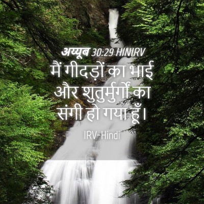 Picture 04 - अय्यूब 30:29 HINIRV - मैं गीदड़ों का भाई - Bible Verse Picture
