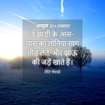 Picture 04 - अय्यूब 30:4 HINIRV - वे झाड़ी के आस-पास - Bible Verse Picture