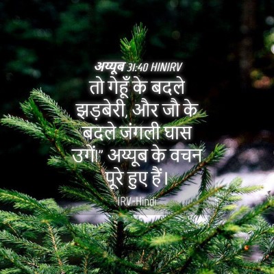 Picture 04 - अय्यूब 31:40 HINIRV - तो गेहूँ के बदले - Bible Verse Picture