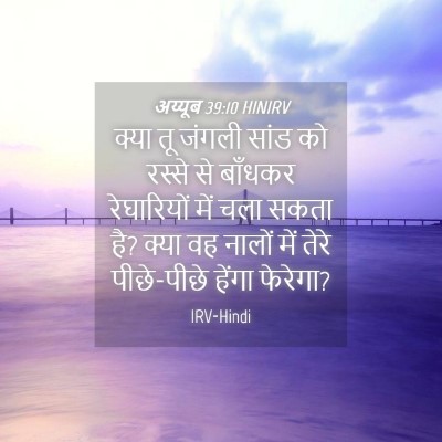 Picture 04 - अय्यूब 39:10 HINIRV - क्या तू जंगली सांड - Bible Verse Picture