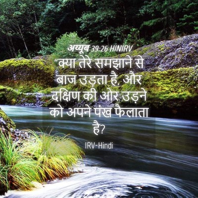 Picture 04 - अय्यूब 39:26 HINIRV - “क्या तेरे समझाने - Bible Verse Picture