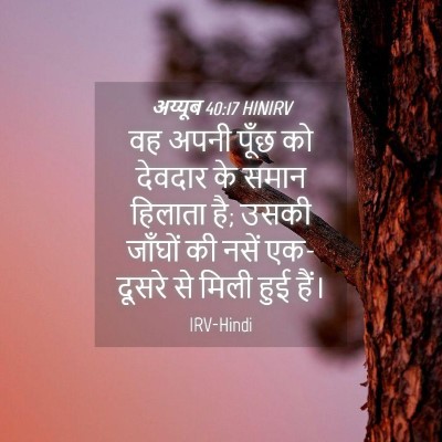 Picture 04 - अय्यूब 40:17 HINIRV - वह अपनी पूँछ को - Bible Verse Picture