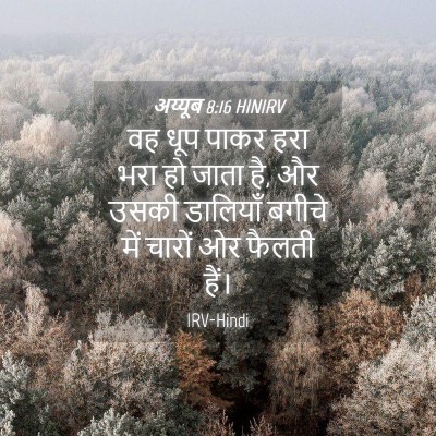 Picture 04 - अय्यूब 8:16 HINIRV - वह धूप पाकर हरा भरा - Bible Verse Picture