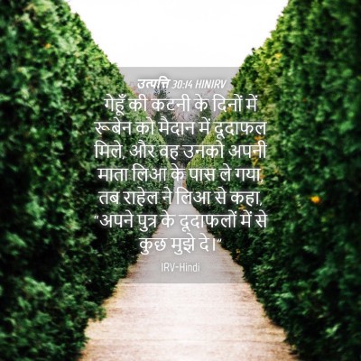 Picture 04 - उत्पत्ति 30:14 HINIRV - गेहूँ की कटनी के - Bible Verse Picture