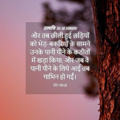 Picture 04 - उत्पत्ति 30:38 HINIRV - और तब छीली हुई - Bible Verse Picture
