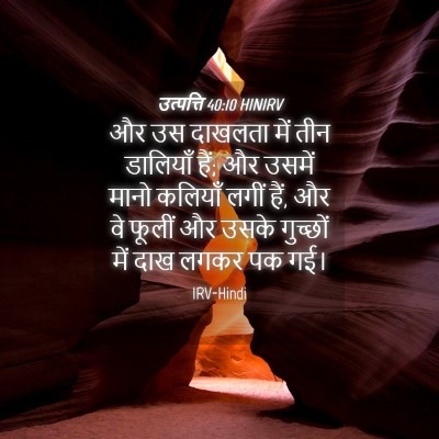 Picture 04 - उत्पत्ति 40:10 HINIRV - और उस दाखलता में - Bible Verse Picture