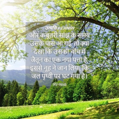 Picture 04 - उत्पत्ति 8:11 HINIRV - और कबूतरी सांझ के - Bible Verse Picture
