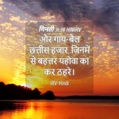 Picture 04 - गिनती 31:38 HINIRV - और गाय-बैल छत्तीस - Bible Verse Picture
