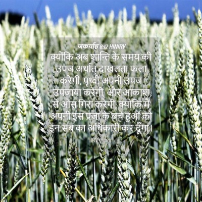 Picture 04 - जकर्याह 8:12 HINIRV - क्योंकि अब शान्ति - Bible Verse Picture