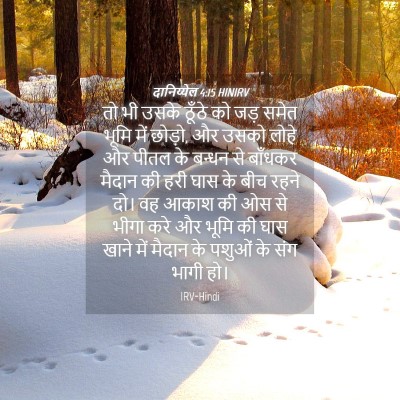 Picture 04 - दानिय्येल 4:15 HINIRV - तो भी उसके ठूँठे को - Bible Verse Picture