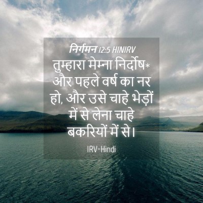 Picture 04 - निर्गमन 12:5 HINIRV - तुम्हारा मेम्‍ना - Bible Verse Picture