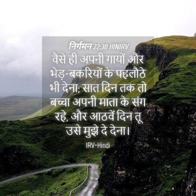 Picture 04 - निर्गमन 22:30 HINIRV - वैसे ही अपनी गायों - Bible Verse Picture