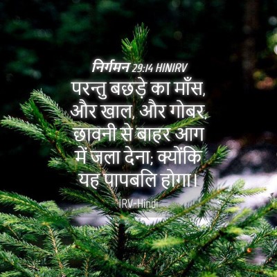 Picture 04 - निर्गमन 29:14 HINIRV - परन्तु बछड़े का - Bible Verse Picture