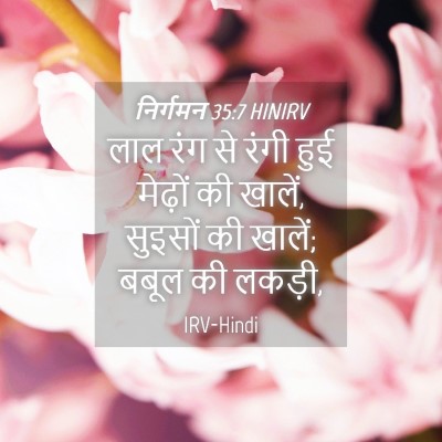 Picture 04 - निर्गमन 35:7 HINIRV - लाल रंग से रंगी हुई - Bible Verse Picture