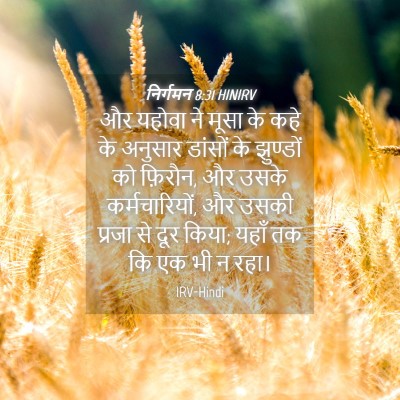 Picture 04 - निर्गमन 8:31 HINIRV - और यहोवा ने मूसा के - Bible Verse Picture
