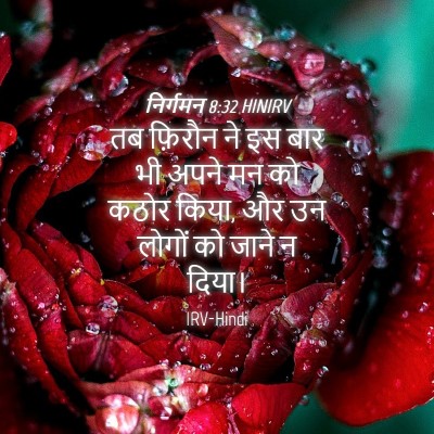 Picture 04 - निर्गमन 8:32 HINIRV - तब फ़िरौन ने इस बार - Bible Verse Picture