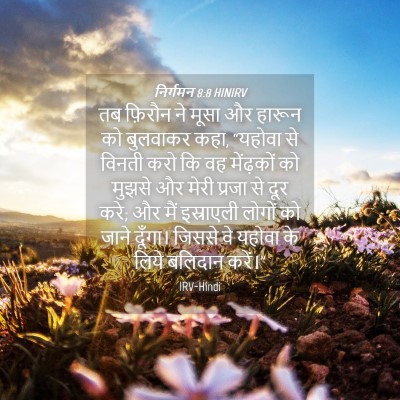 Picture 04 - निर्गमन 8:8 HINIRV - तब फ़िरौन ने मूसा - Bible Verse Picture