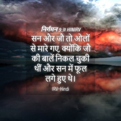 Picture 04 - निर्गमन 9:31 HINIRV - सन और जौ तो ओलों से - Bible Verse Picture
