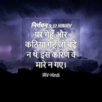 Picture 04 - निर्गमन 9:32 HINIRV - पर गेहूँ और कठिया - Bible Verse Picture