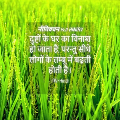Picture 04 - नीतिवचन 14:11 HINIRV - दुष्टों के घर का - Bible Verse Picture