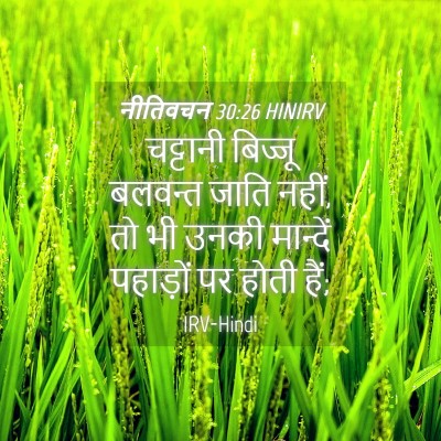 Picture 04 - नीतिवचन 30:26 HINIRV - चट्टानी बिज्जू - Bible Verse Picture