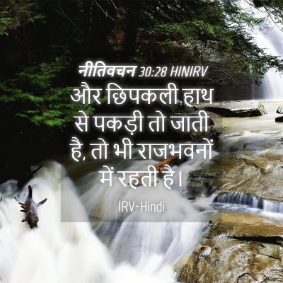 Picture 04 - नीतिवचन 30:28 HINIRV - और छिपकली हाथ से - Bible Verse Picture