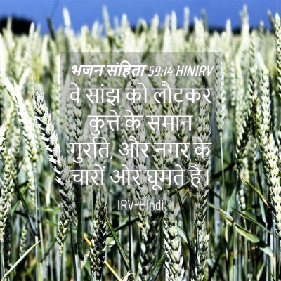 Picture 04 - भजन संहिता 59:14 HINIRV - वे सांझ को लौटकर - Bible Verse Picture