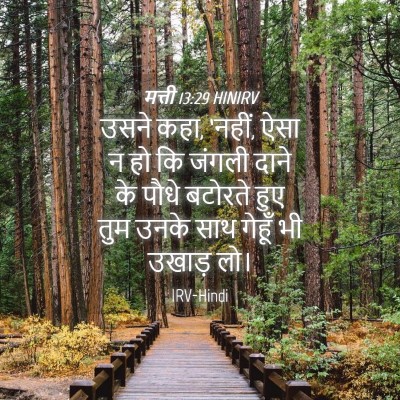 Picture 04 - मत्ती 13:29 HINIRV - उसने कहा, ‘नहीं, - Bible Verse Picture