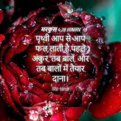 Picture 04 - मरकुस 4:28 HINIRV - पृथ्वी आप से आप फल - Bible Verse Picture